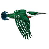 National Geographic Field Guide to the Birds of North Americ..., 9781426208287
